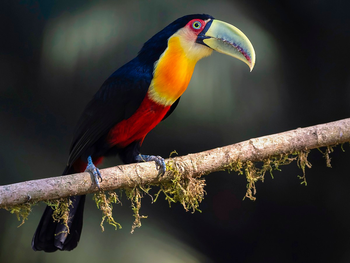 Tu căng mỏ xanh (Ramphastos dicolorus) dài 43 cm, phân bố ở miền Đông của Nam Mỹ. Trong chi Ramphastos, chúng là một trong những loài nhỏ nhất, và là loài duy nhất có lông phần bụng màu đỏ tươi lan rộng.