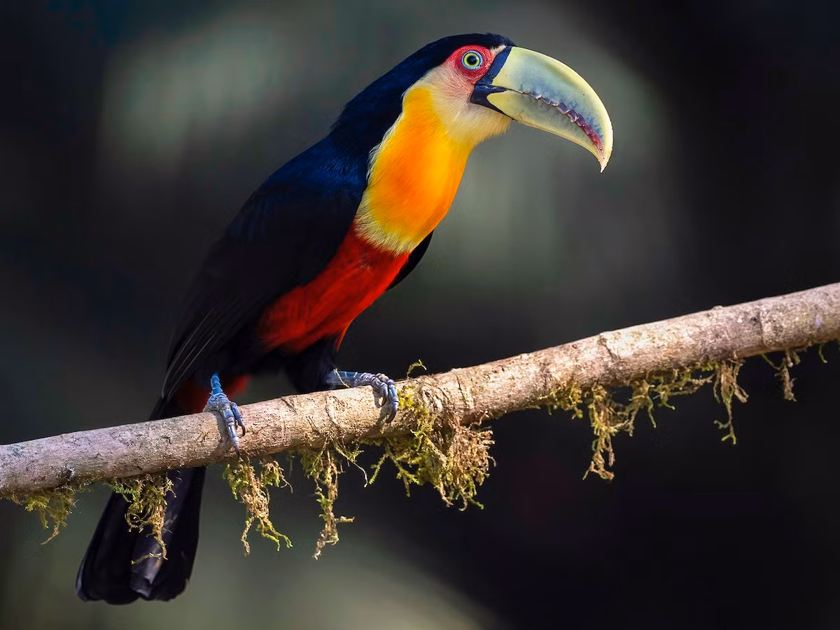 Tu căng mỏ xanh (Ramphastos dicolorus) dài 43 cm, phân bố ở miền Đông của Nam Mỹ. Trong chi Ramphastos, chúng là một trong những loài nhỏ nhất, và là loài duy nhất có lông phần bụng màu đỏ tươi lan rộng.