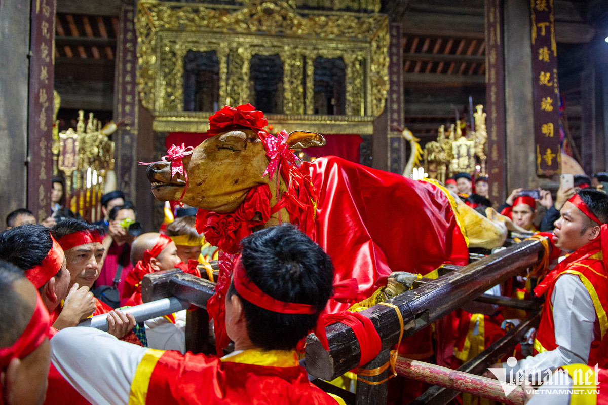 Trong số các lễ vật dâng lên, đặc biệt có một chú bò thui nguyên con.