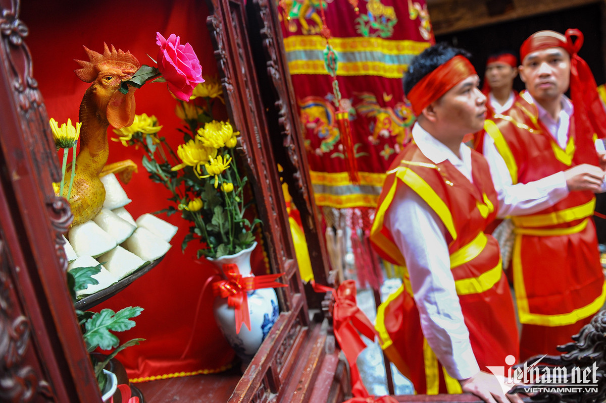 Và gà trống ngậm hoa hồng được đặt riêng trong kiệu rước với cổ nghển cao, đôi cánh rộng.