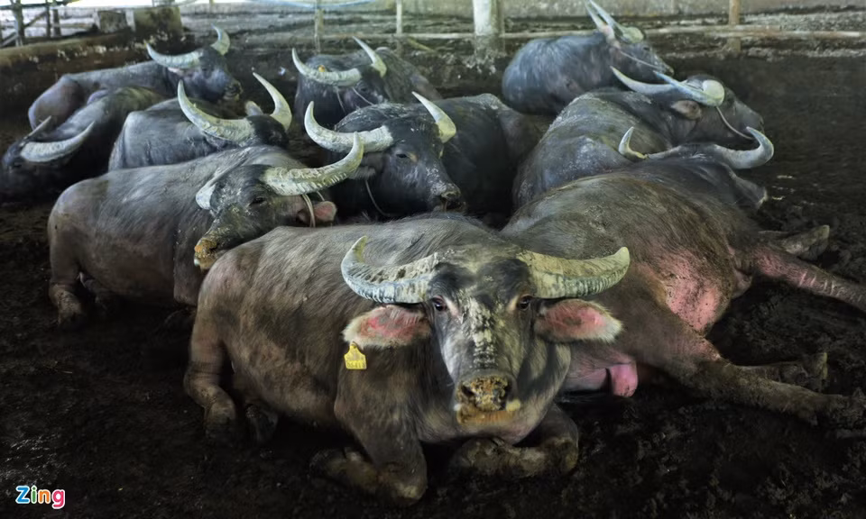 Trang trại nuôi trâu gần 20 tỷ của nông dân Hà Tĩnh - Hình 2 Trang trai nuoi trau gan 20 ty cua nong dan Ha Tinh-Hinh-2