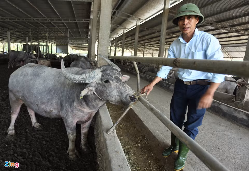 Trang trại nuôi trâu gần 20 tỷ của nông dân Hà Tĩnh Trang trai nuoi trau gan 20 ty cua nong dan Ha Tinh