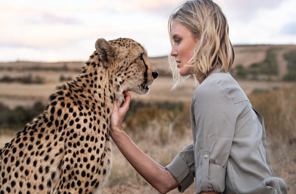 Trong các loài mèo lớn, báo săn được đánh giá là khá "ngoan ngoãn" trước con người. Chúng đã được thuần hóa làm vật nuôi từ thời cổ đại ở vùng Lưỡng Hà và Ai Cập. Cho đến thời cận đại, loài mèo này vẫn được nuôi để săn mồi ở Tây Á và Ấn Độ. Ảnh: Animals Home.