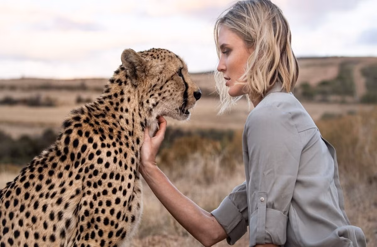 Trong các loài mèo lớn, báo săn được đánh giá là khá "ngoan ngoãn" trước con người. Chúng đã được thuần hóa làm vật nuôi từ thời cổ đại ở vùng Lưỡng Hà và Ai Cập. Cho đến thời cận đại, loài mèo này vẫn được nuôi để săn mồi ở Tây Á và Ấn Độ. Ảnh: Animals Home.
