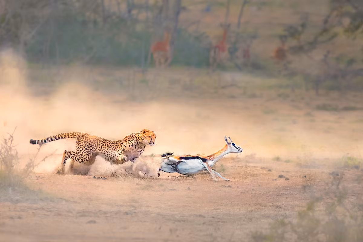 Với tốc độ trời phú và sự khéo léo hiếm có, báo săn là một trong những kẻ săn mồi cừ khôi nhất trên thảo nguyên châu Phi, với tỷ lệ săn mồi thành công lên đến 50%. Chúng chủ yếu săn các con mồi nặng dưới 40 kg (88 lb), gồm những loài linh dương cỡ nhỏ, đặc biệt là linh dương Thomson. Ảnh: 1x.com.