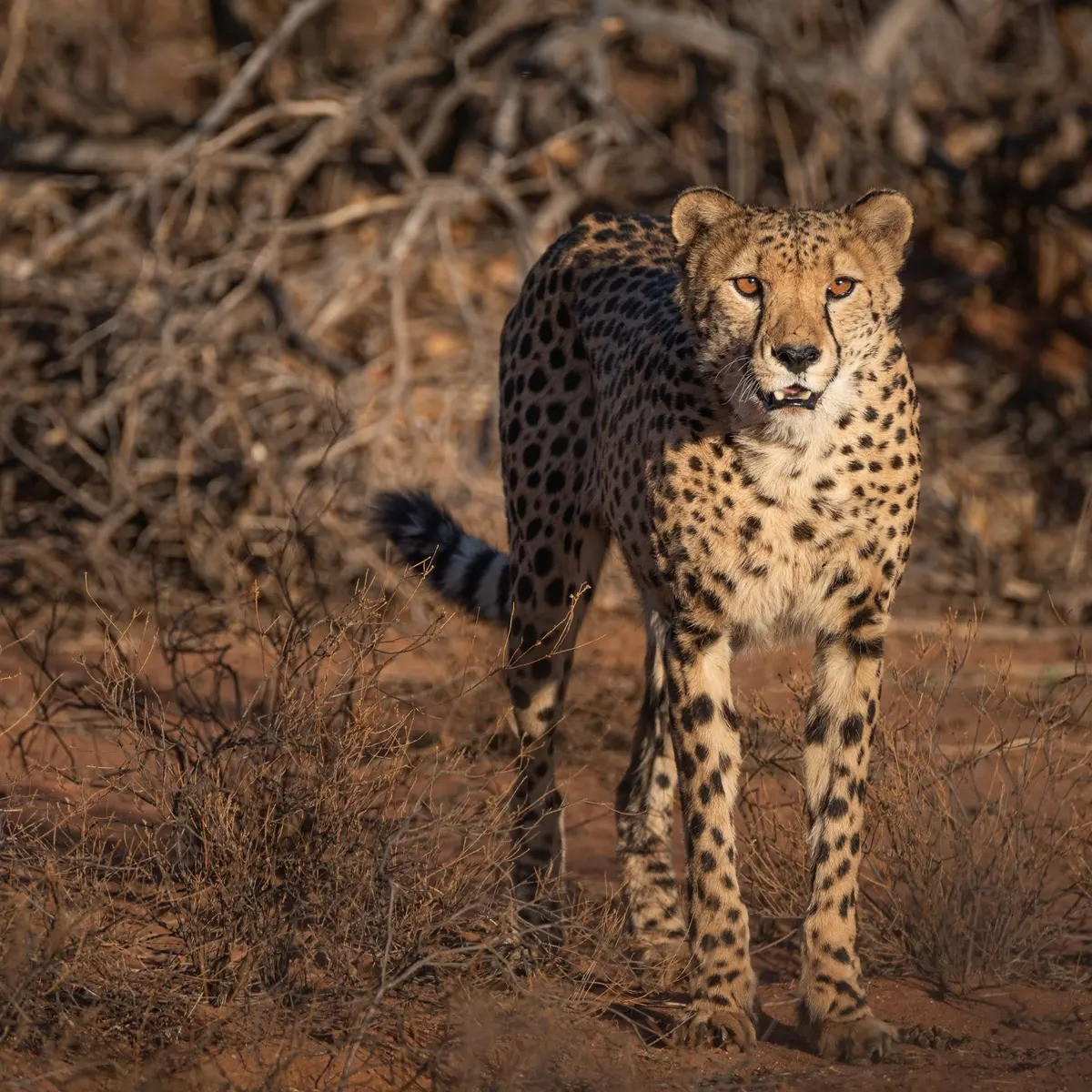 Để đối lấy tốc độ, báo săn phải trả giả bằng việc mất đi sự bền bỉ và sức mạnh của những cú ra đòn. Chúng chỉ duy trì được tốc độ cao trong khoảng nửa phút và bộ hàm mảnh dẻ không thể kết liễu con mồi chớp nhoáng như sư tử hay báo hoa mai. Ảnh: The Guardian.