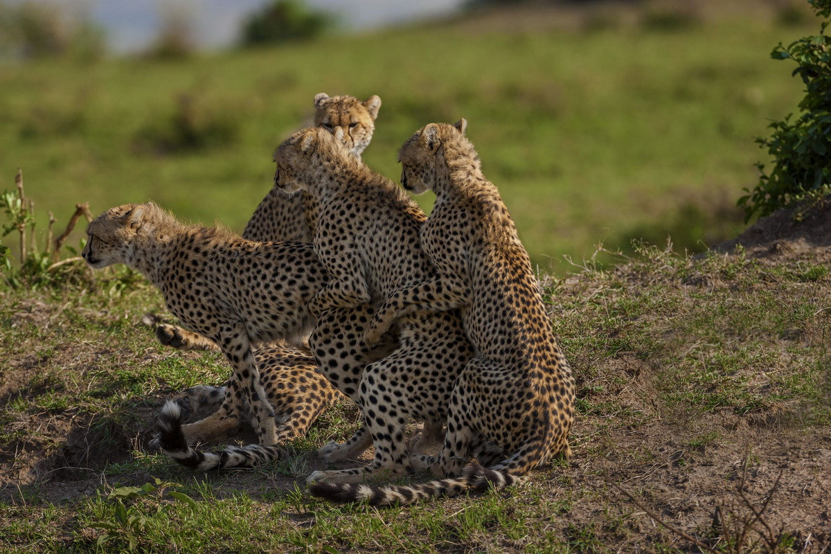 Những con báo săn cái trưởng thành về mặt sinh sản trong khoảng 20-24 tháng, trong khi báo đực chỉ cần 12 tháng. Chúng có thể giao phối bất kì thời gian nào trong năm, nhưng mùa khô thường sẽ là lựa chọn phù hợp nhất. Ảnh: Popular Mechanics.
