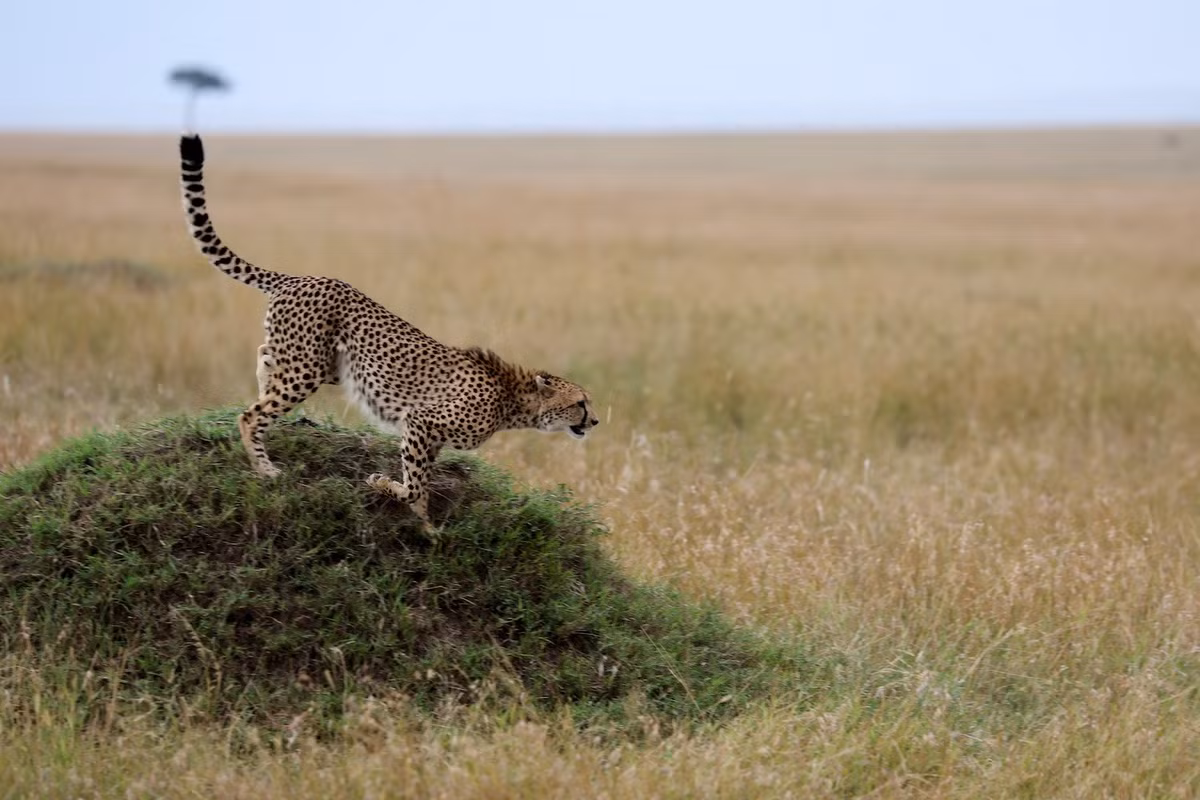 Trong Sách đỏ UICN, báo săn được xếp vào diện Sắp nguy cấp. Riêng hai phân loài ở châu Á và Tây Bắc Phi thuộc diện Cực kỳ nguy cấp, có nguy cơ tuyệt chủng. Trong đó, phân loài châu Á chỉ còn không hơn 10 cá thể trong môi trường hoang dã ở Iran, theo khảo sát năm 2022. Ảnh: Bangkok Post.