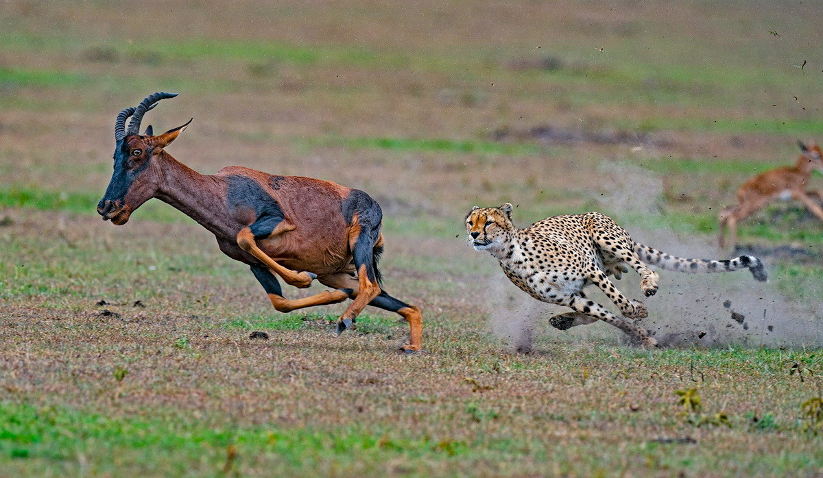 Mỗi cuộc săn của chúng gồm hai giai đoạn chính: Giai đoạn một là tăng tốc để nhanh chóng bắt kịp con mồi, kế đến là giai đoạn chậm dần, phán đoán hướng đào thoát của từng dạng con mồi. Ảnh: Nature Infocus.