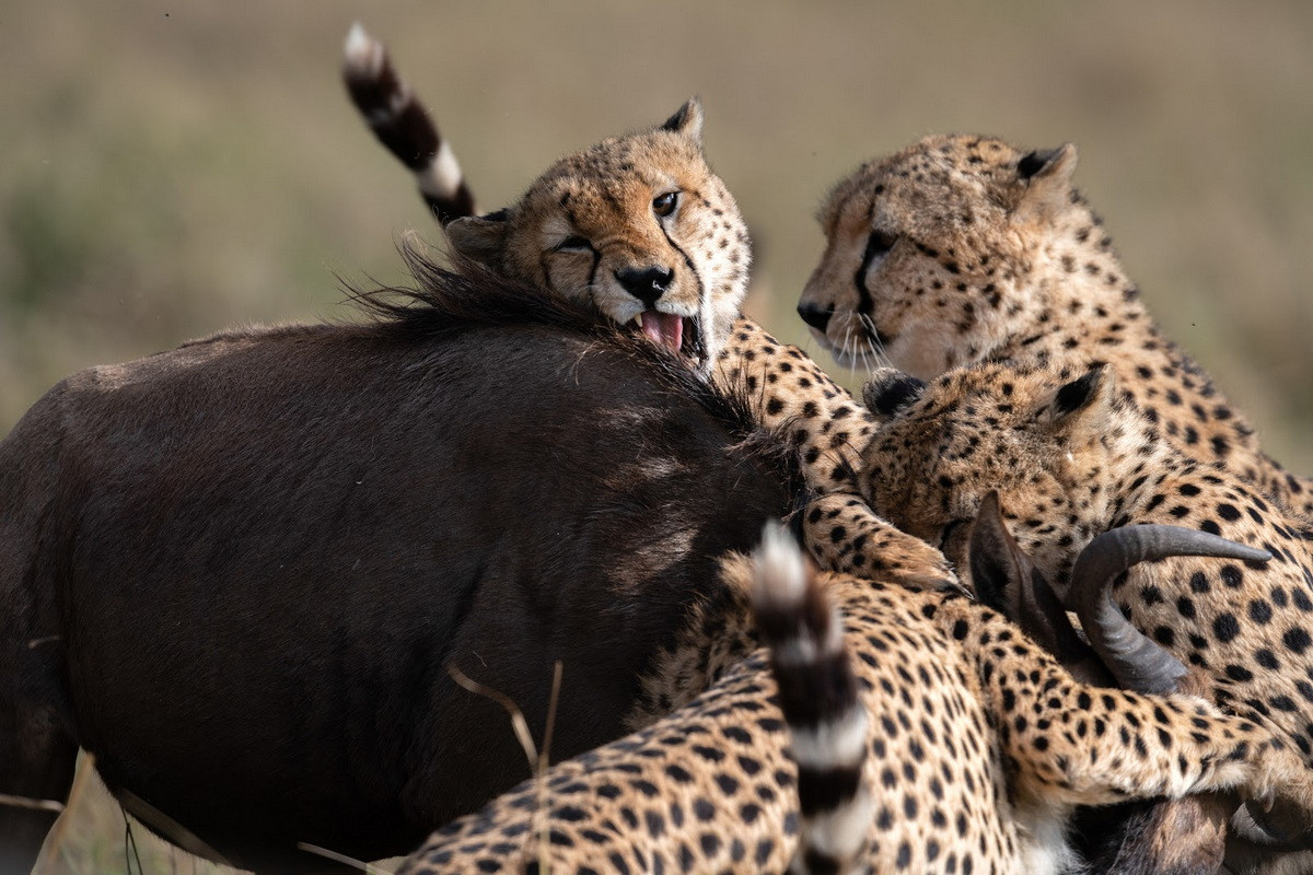 Chúng cũng tấn công những con mồi khó nhằn hơn như đà điểu, lợn bướu, linh dương đầu bò, ngựa vằn, sơn dương, và không tha các loài vật nhỏ như thỏ đồng, gà Phi. Không giống các loài săn mồi châu Phi khác, báo săn đi săn vào ban ngày. Ảnh: OVS Journalism Blog.