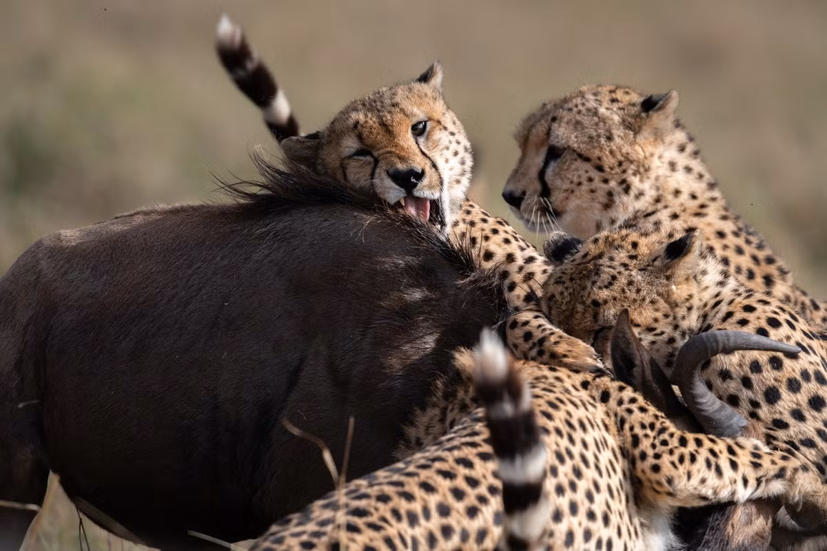 Chúng cũng tấn công những con mồi khó nhằn hơn như đà điểu, lợn bướu, linh dương đầu bò, ngựa vằn, sơn dương, và không tha các loài vật nhỏ như thỏ đồng, gà Phi. Không giống các loài săn mồi châu Phi khác, báo săn đi săn vào ban ngày. Ảnh: OVS Journalism Blog.