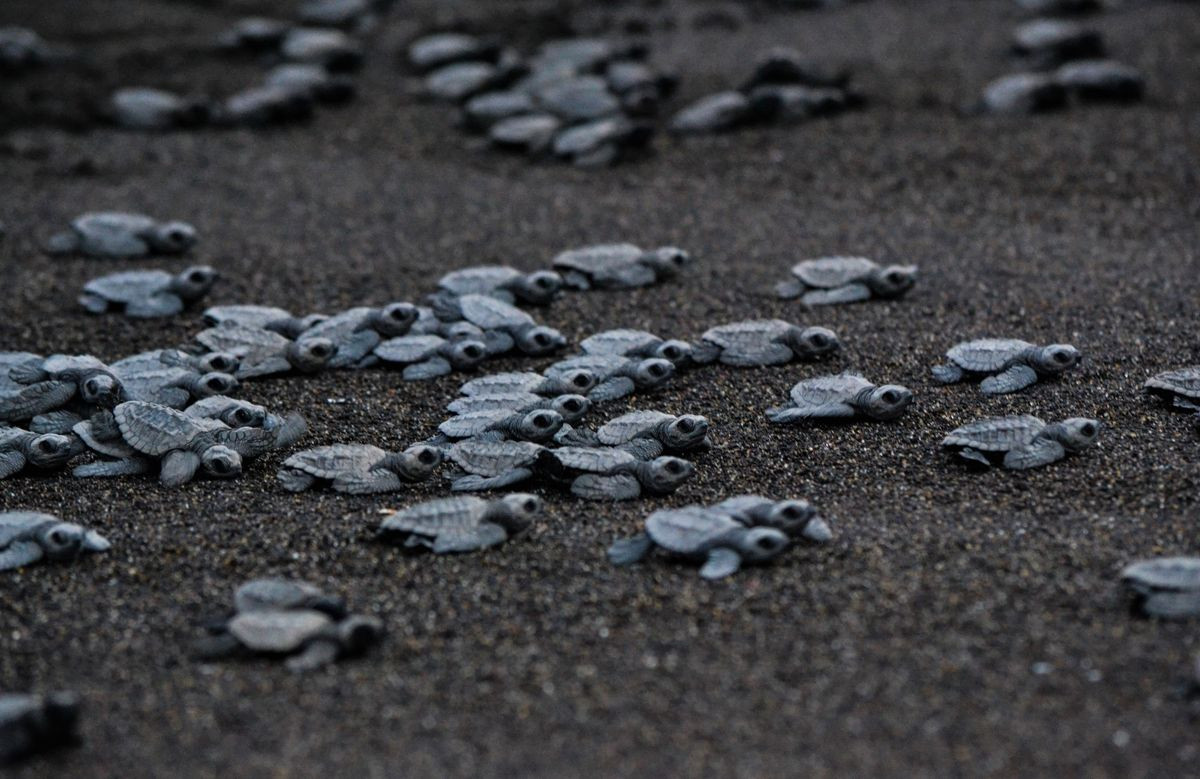  8. Tortugario Monterrico. Nằm dọc theo bờ biển Thái Bình Dương của Guatemala, Tortugario Monterrico là địa điểm làm tổ quan trọng của rùa biển ôliu, rùa luýt và rùa biển xanh. Du khách có thể xem rùa được thả về tự nhiên vào lúc bình minh hoặc hoàng hôn từ tháng 9 đến tháng 1.