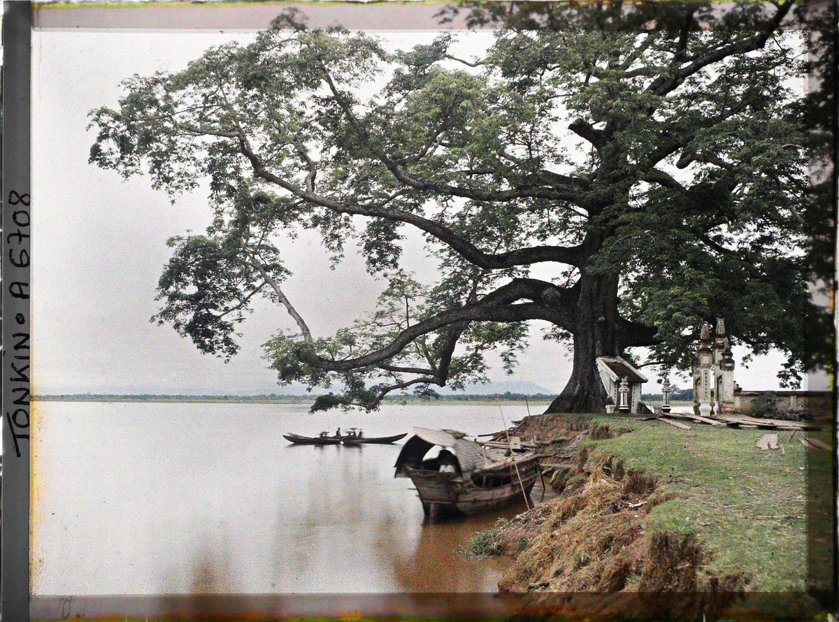 Hình ảnh khác về cây đa lớn ở ngã ba Bạch Hạc.