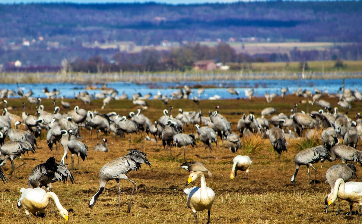  4. Hồ Hornborga. Nằm ở Västergötland, hồ Hornborga là một thiên đường chim nổi tiếng, nơi sinh sản của các loài chim vùng đất ngập nước như chim sơn ca, vịt, chim cuốc, chim lội nước và mòng biển đầu đen. Mỗi mùa xuân, nơi đây lại trở thành một điểm thu hút khách du lịch đến quan sát đời sống của chim chóc.
