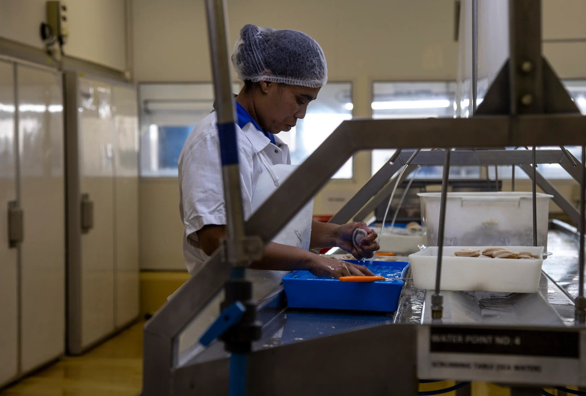 Loai hai san duoc vi nhu “vang trang