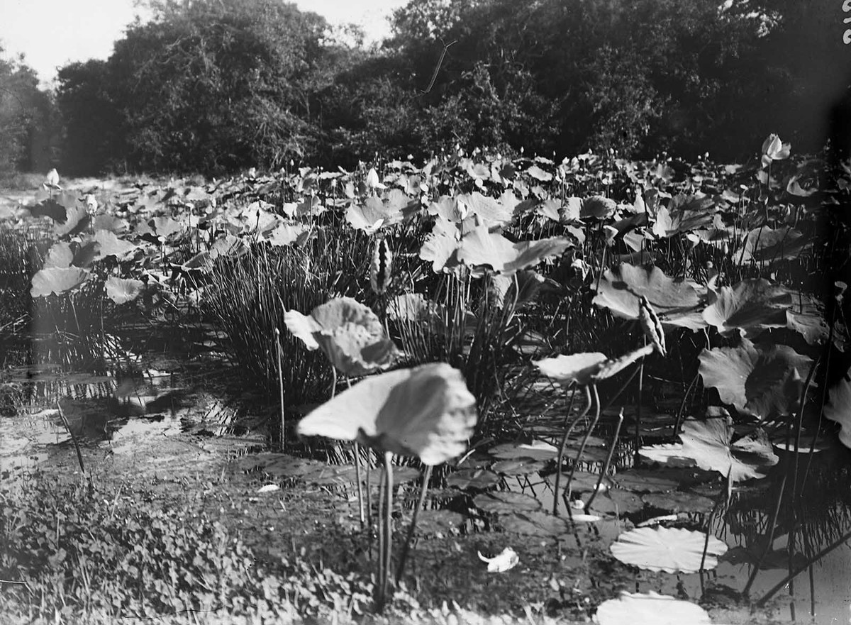 Đầm sen gần Hòa Tân.