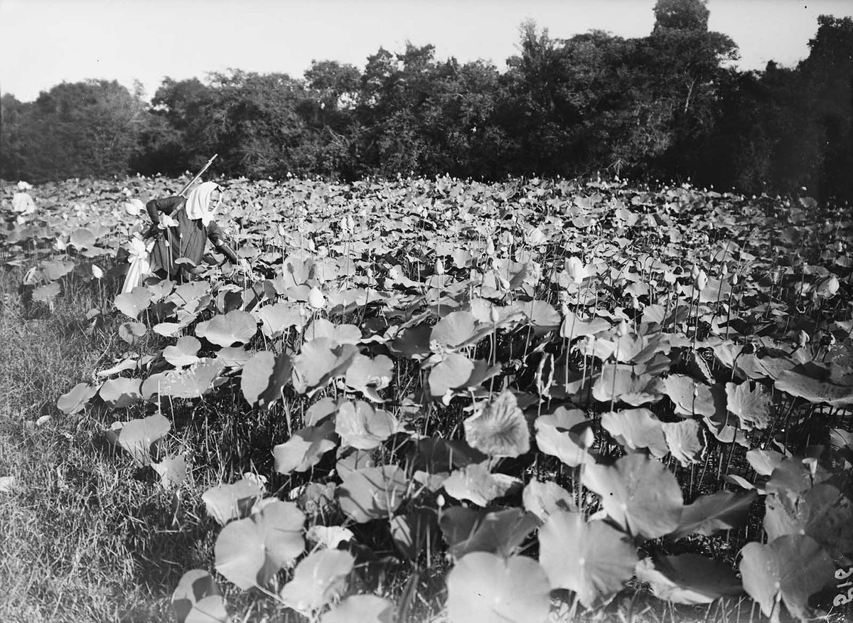 Đầm sen gần Hòa Tân.