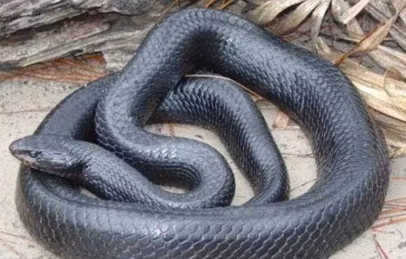 Sinh vat bi an nao tren trai dat con nguoi chua tung tiep xuc?-Hinh-2