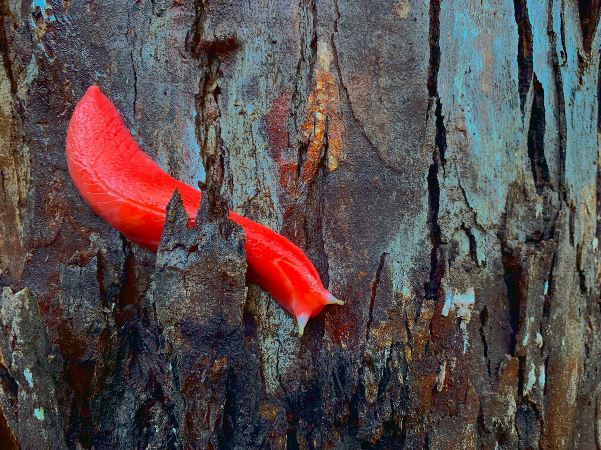  Sên hồng khổng lồ (Triboniophorus aff. graeffei hay Triboniophorus graeffi) là một loài động vật thân mềm đặc hữu của Australia, gây ấn tượng đặc biệt nhờ kích thước khổng lồ và màu hồng dị thường.