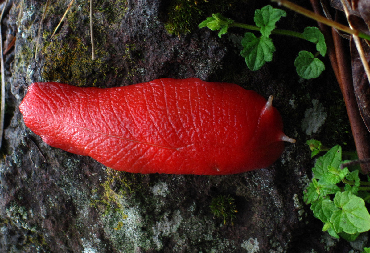 Nơi đây đã vô tình trở thành chốn địa đàng, nơi các loài động vật thân mềm và thực vật sống sót và sống biệt lập trong một thời gian dài sau khi biến đổi khí hậu khiến khu rừng nhiệt đới ẩm ướt ở miền đông Australia biến mất.
