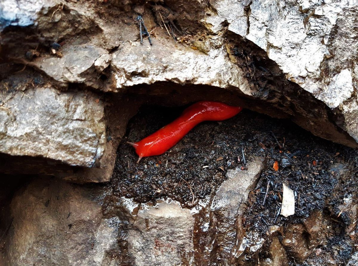 Loài sên trần này chúng chỉ sống trong khu rừng biệt lập ở độ cao hơn 1.500 mét so với mực nước biển ở khu vực đỉnh núi Kaputar, gần thành phố Narrabri thuộc bang New South Wales của Australia.