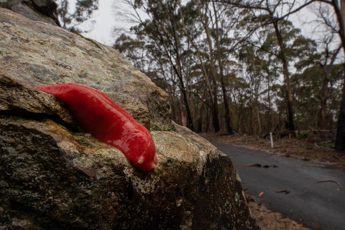 Bởi vì sên hồng là loài vật hiếm và đặc trưng của vùng núi Kaputar, ủy ban khoa học bang New South Wales gần đây đã quyết định đưa khu vực này vào danh sách cộng đồng sinh thái bị nguy hiểm.