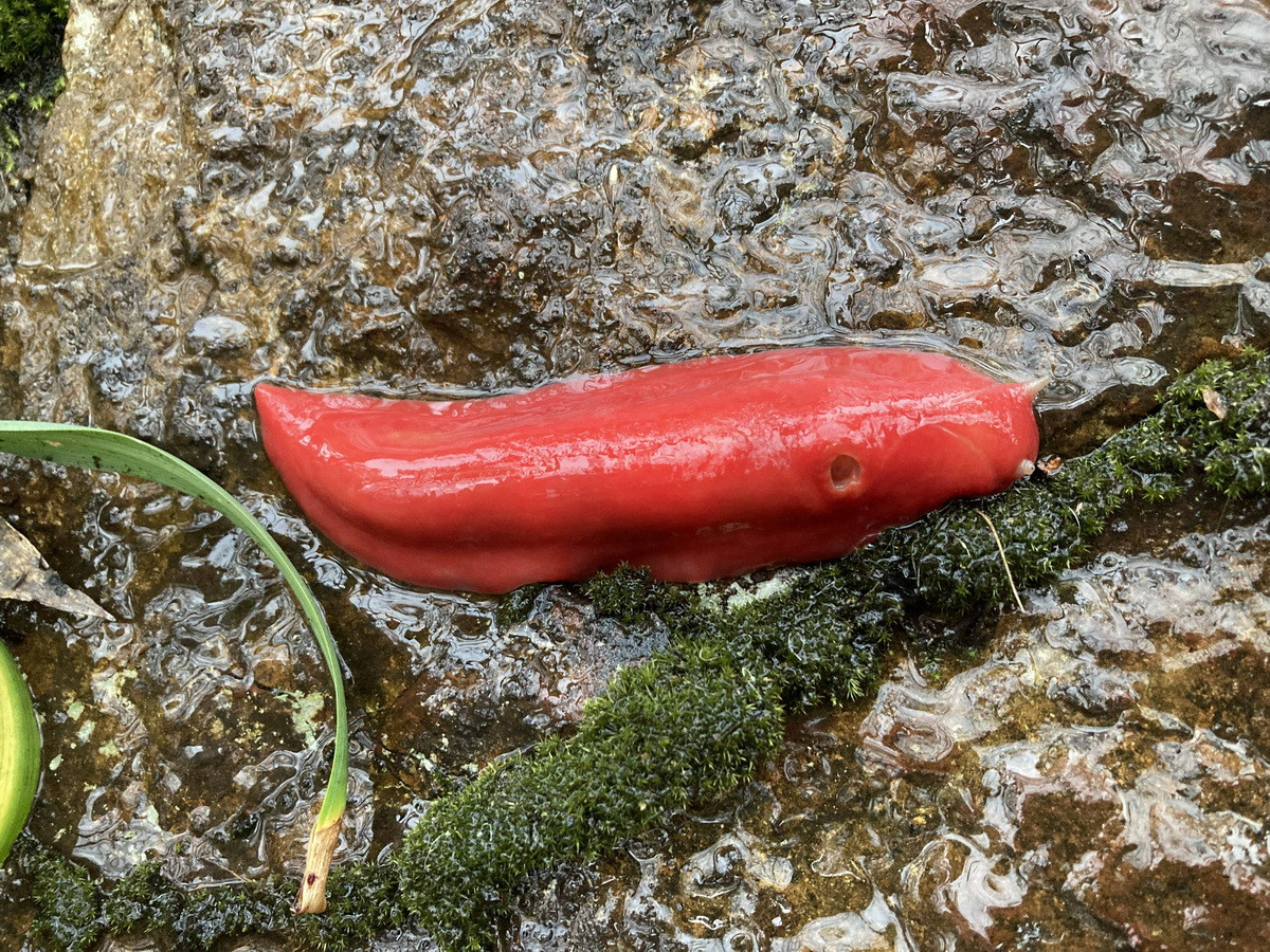 Theo các nhà khoa học, những con sên màu hồng này sẽ không xuất hiện nếu một vụ phun trào núi lửa không xảy ra cách đây 17 triệu năm. Vụ phun trào này đã tạo ra một khu vực rộng 10 km2 ở độ cao lớn.