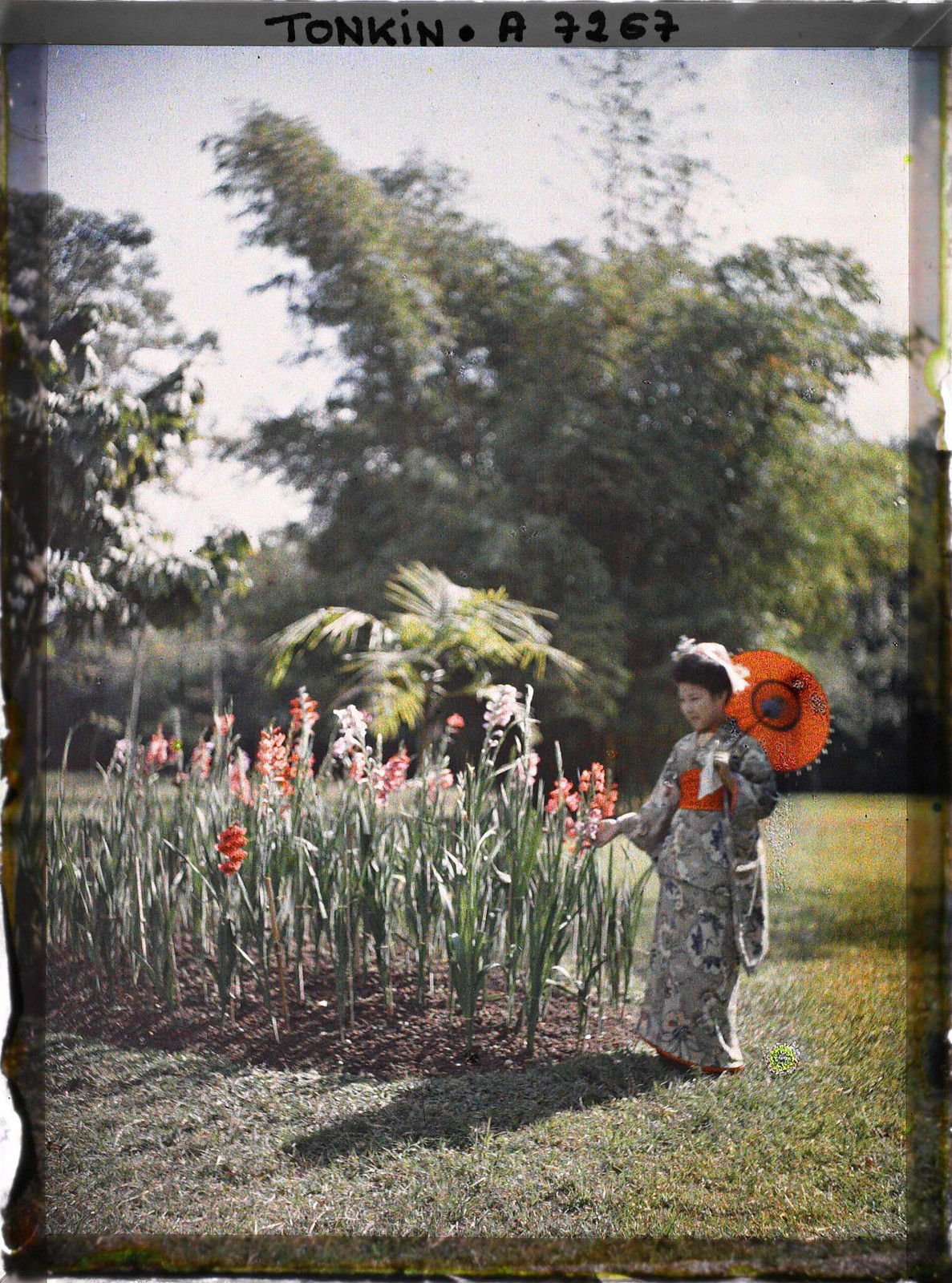 Cô gái trẻ Nhật Bản trong bộ kimono, cầm ô giấy màu đỏ, đứng bên khóm hoa lay-ơn ở Hà Nội năm 1915.