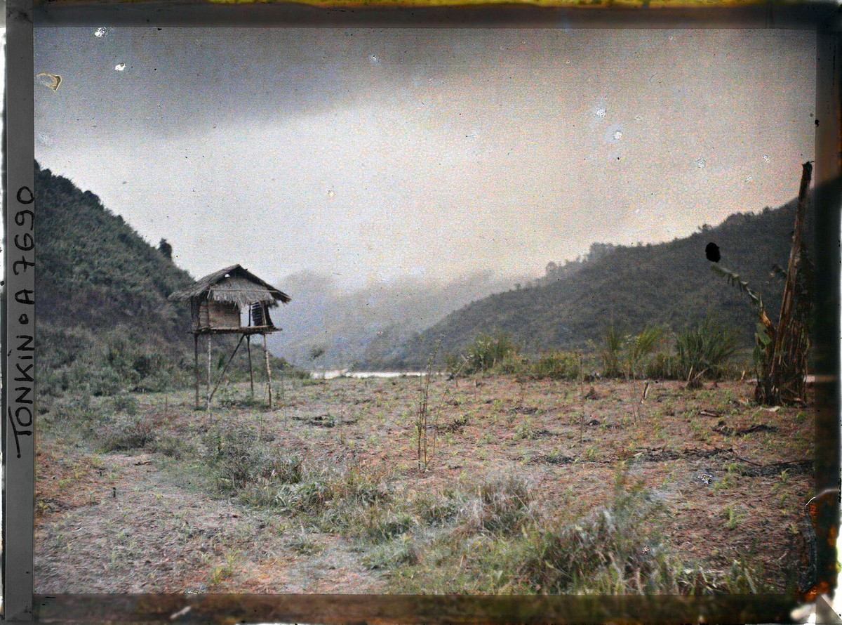 Chòi canh trên thửa ruộng đang trồng ngô non gần bờ sông Đà.