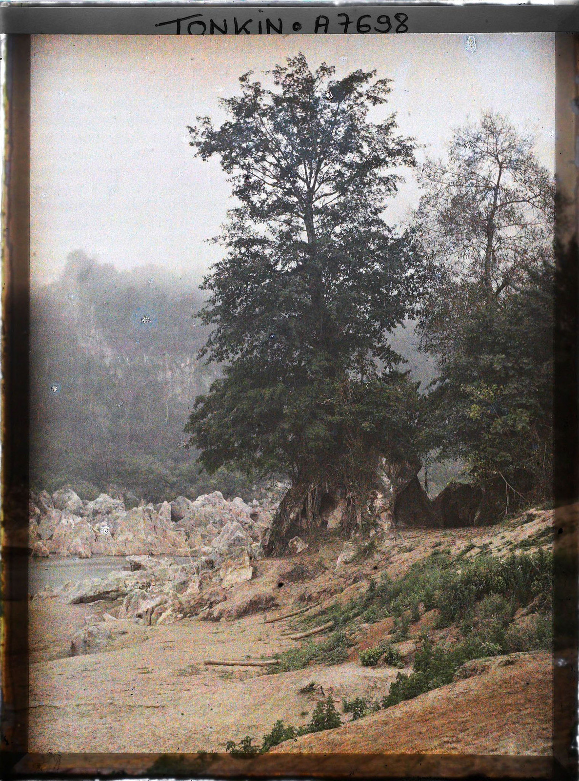 Cây cổ thụ mọc trùm lên phiến đá lớn.