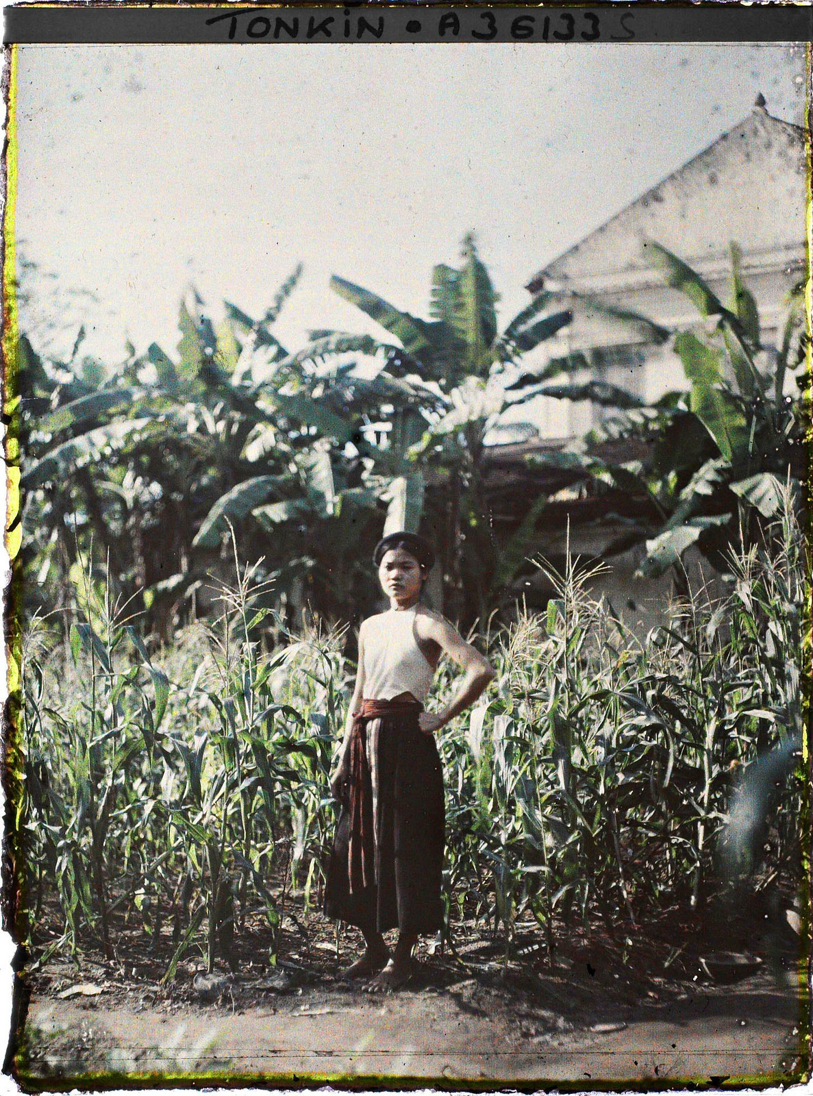 Thôn nữ áo yếm trắng đứng bên ruộng ngô.