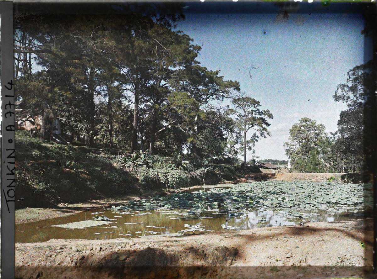 Ao sen bên chùa Trăm Gian.