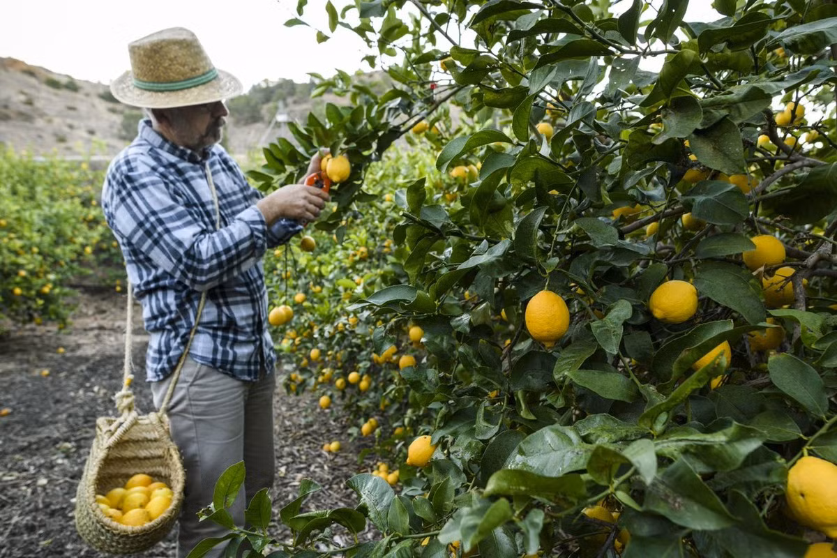 Các khu vực chính trồng các loại cây cam, chanh ở mức độ thương mại là miền Nam Trung Quốc, Đông Nam Á, khu vực ven Địa Trung Hải, Nam Phi, Australia, miền nam Hoa Kỳ và một phần Nam Mỹ.