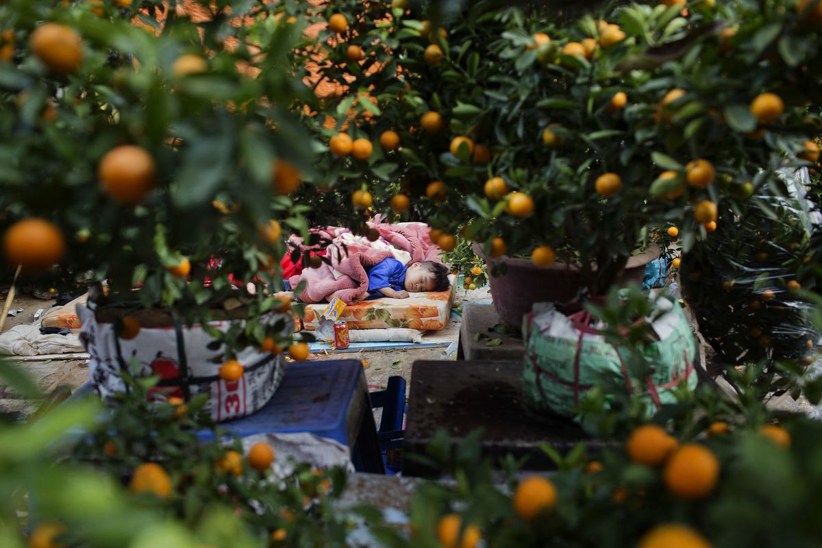 Không chỉ trồng để làm thực phẩm, các loài cây trong chi Citrus còn là cây cảnh dược ưa chuộng trong nhiều khu vườn. Ở một số quốc gia Đông Á, quất là loài cây cảnh mang tính biểu tượng của ngày Tết Nguyên đán...