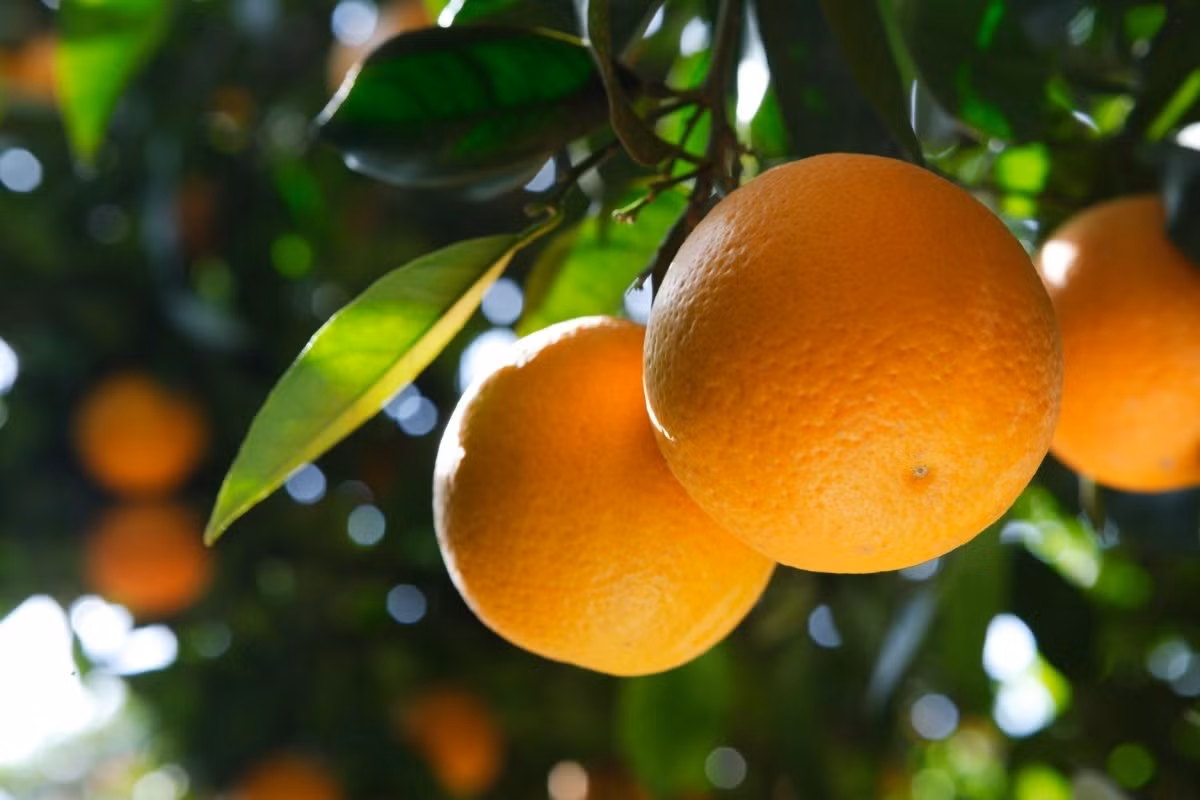 Do các loài cây trong chi Citrus rất dễ lai ghép với nhau, người ta đã tạo ra rất nhiều giống cây khác nhau, cho quả ngọt, kích thước lớn, thơm hơn các loài cây hoang dã.