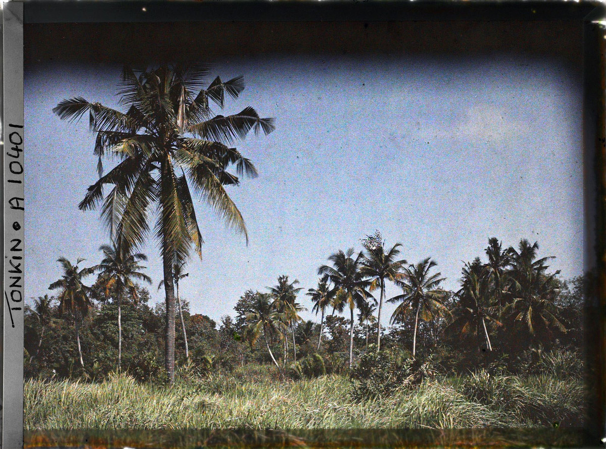 Quang cảnh vùng nông thôn Sài Gòn với những cây dừa cao vút, 1917.