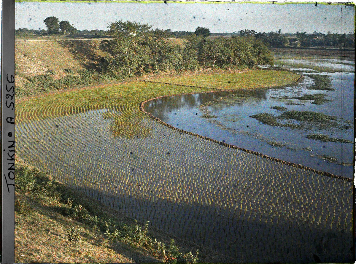 Mạ được cấy đều tăm tắp trên một thửa ruộng.