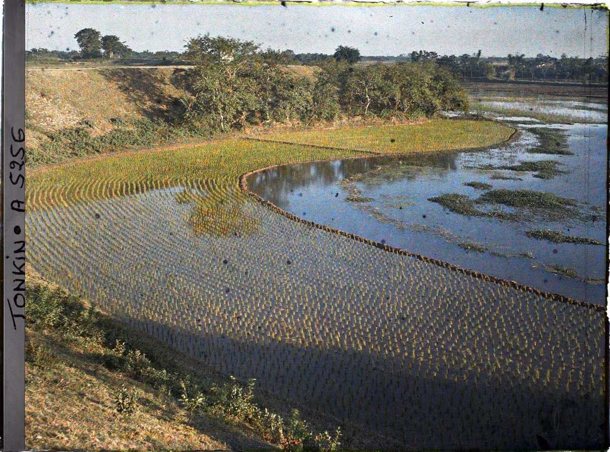 Mạ được cấy đều tăm tắp trên một thửa ruộng.