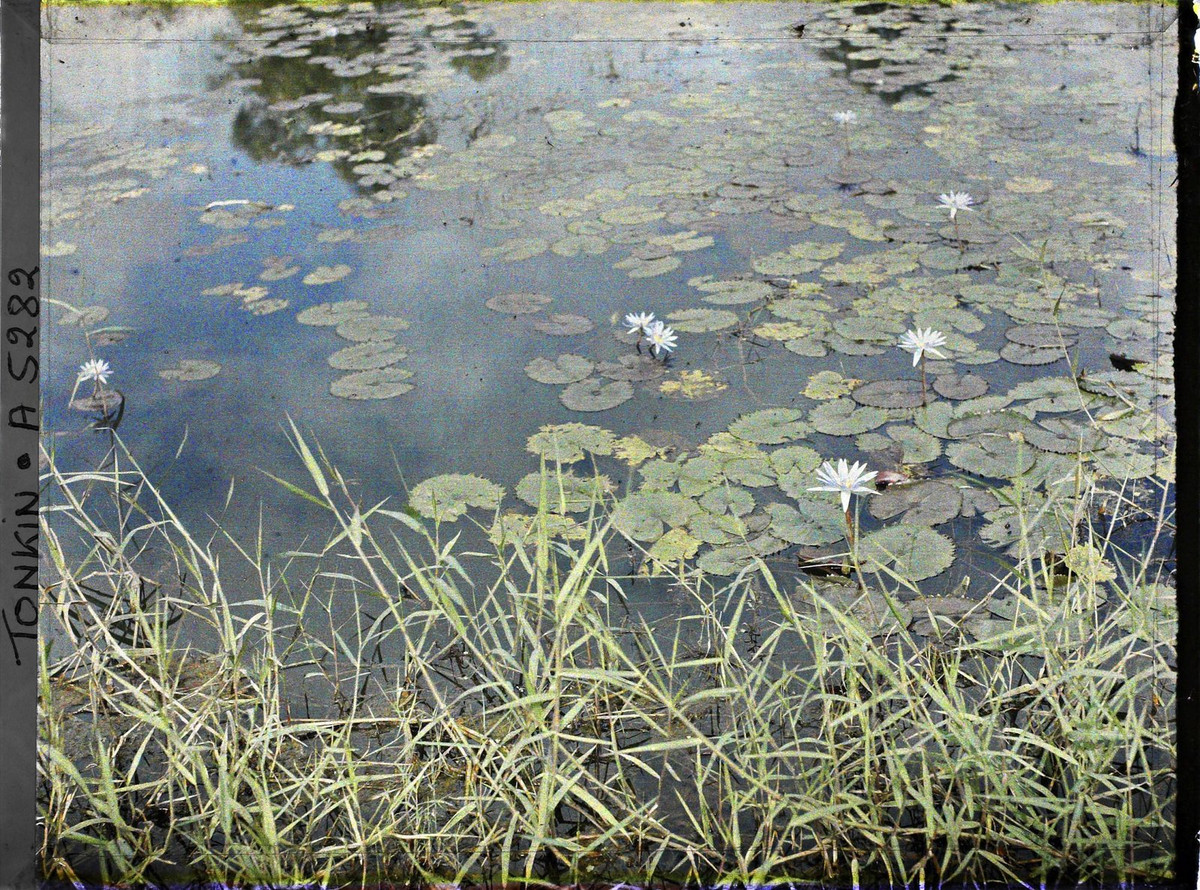 Hoa súng xanh khoe sắc.