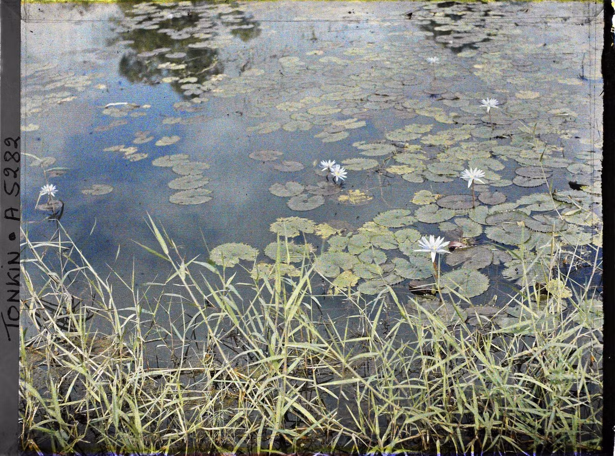 Hoa súng xanh khoe sắc.