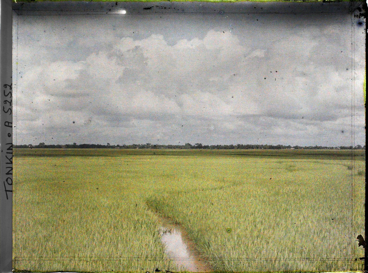 Những cánh đồng lúa trải dài ngút tầm mắt.