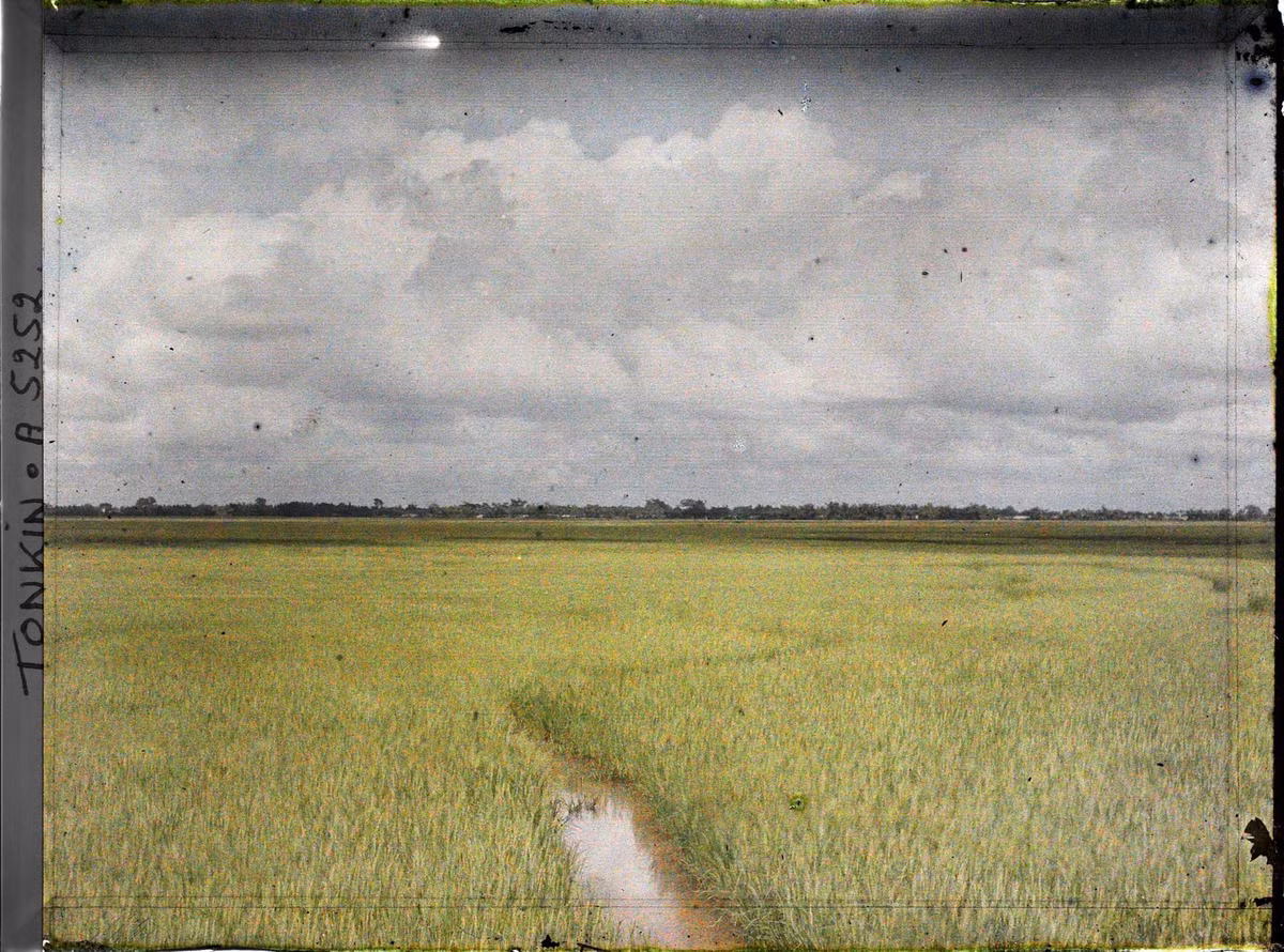 Những cánh đồng lúa trải dài ngút tầm mắt.