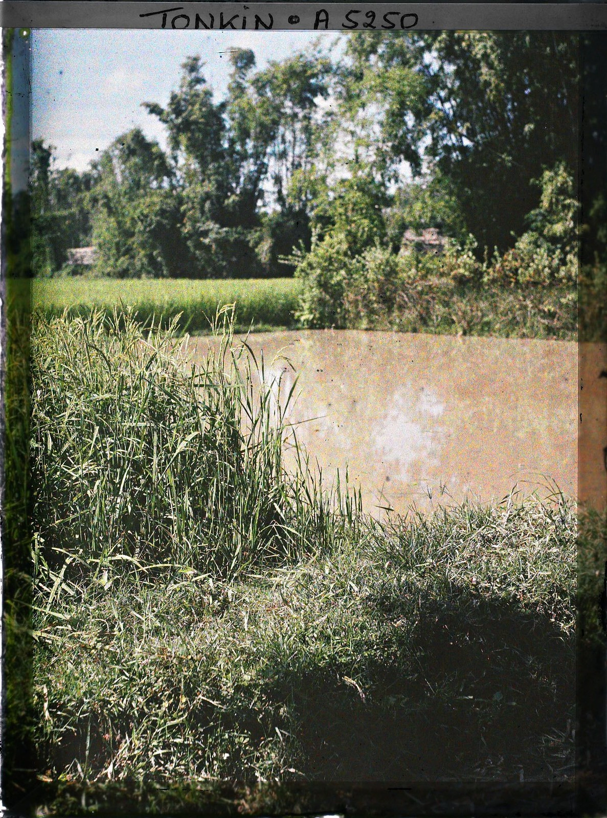 Những nhánh lúa trổ đòng đòng.