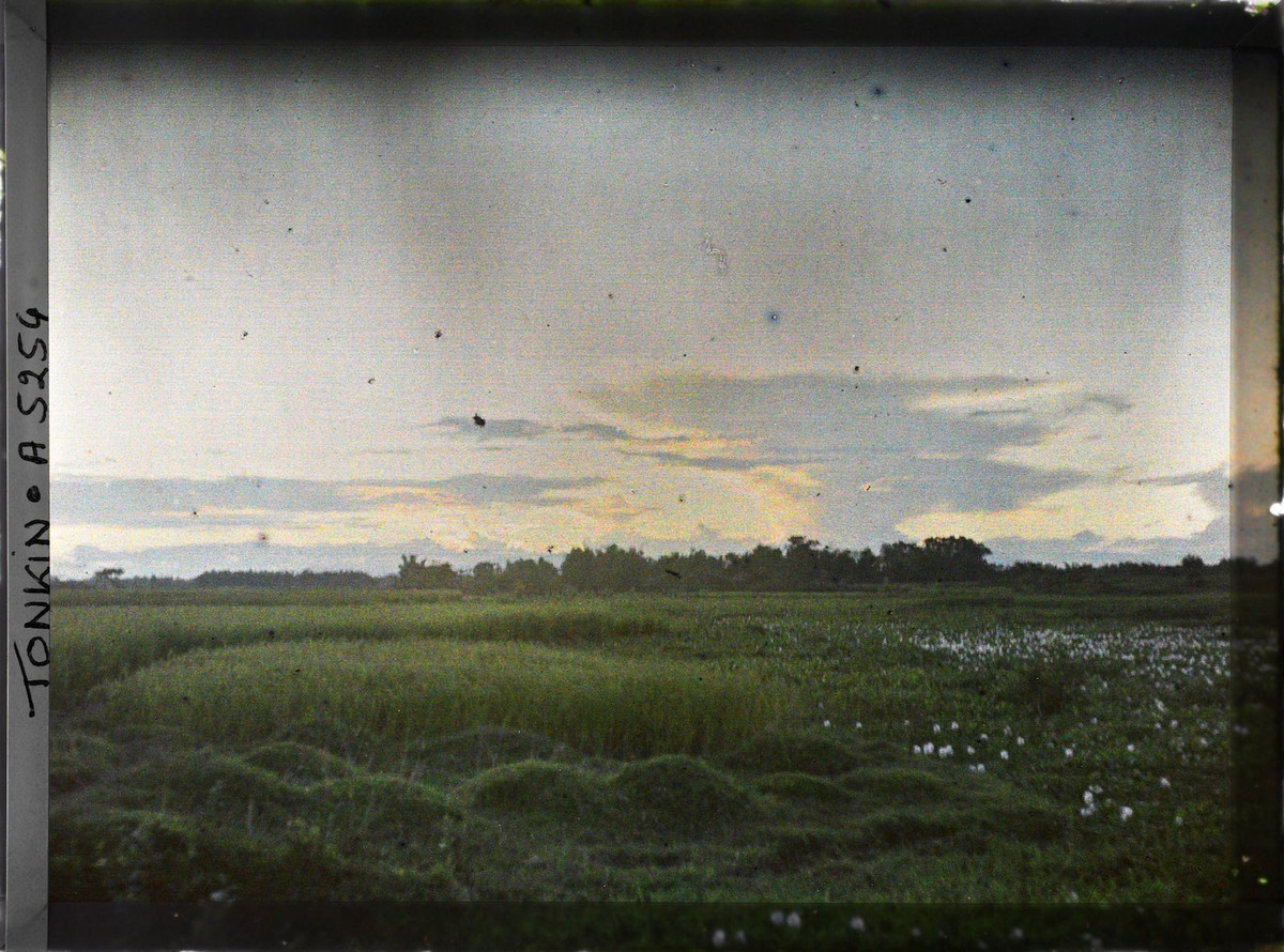 Hoàng hôn trên cánh đồng lúa.