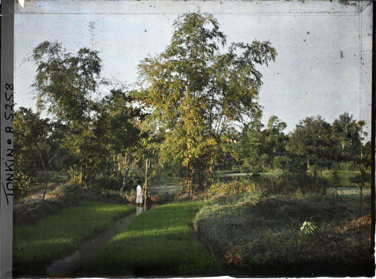 Cậu bé mặc đồ trắng cầm gàu sòng, đứng giữa ruộng mạ.