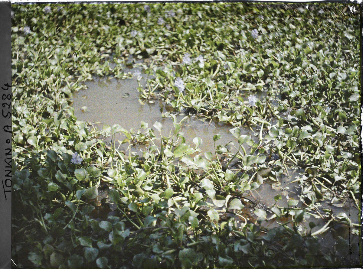 Lục bình trên mặt ao.