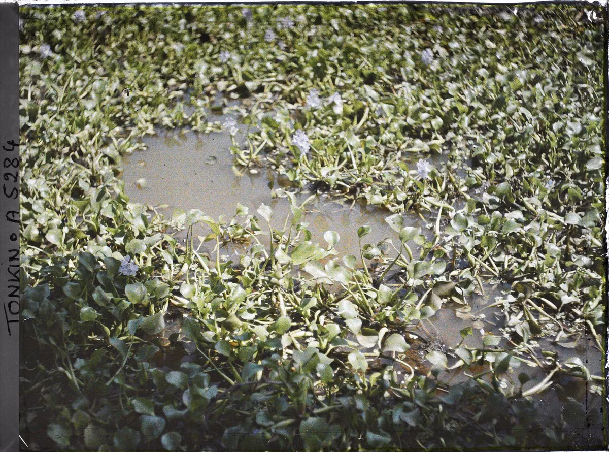 Lục bình trên mặt ao.