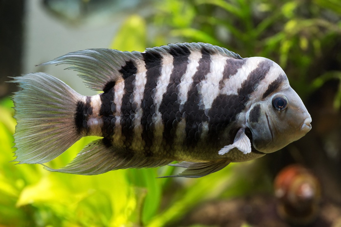 Cá gấu trúc (Amatitlania nigrofasciata). Kích thước: Dài tối đa 10 cm. Khu vực phân bố: Trung Mỹ.