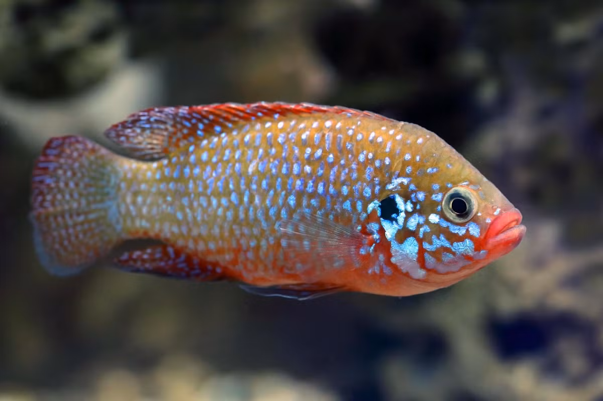 Cá kim cương đỏ (Hemichromis bimaculatus). Kích thước: Dài tối đa 15 cm. Khu vực phân bố: Algeria, Ai Cập, Guinea, Liberia.