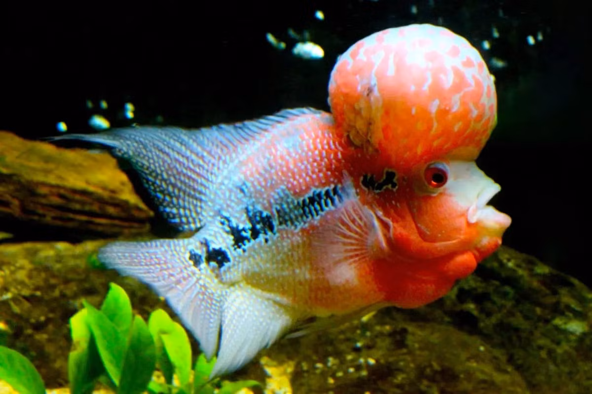 Cá la hán (chi Cichlasomatinae). Kích thước: Dài tối đa 41 cm. Khu vực phân bố: Được lai tạo ở Malaysia, không tồn tại trong hoang dã.